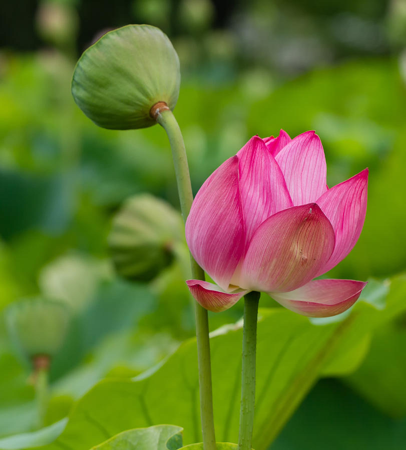 Pink Lotus Bloom Photograph by Cindy Archbell | Fine Art America