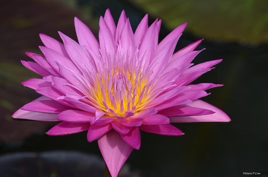 Pink Lotus Blossom Photograph by Maria Urso