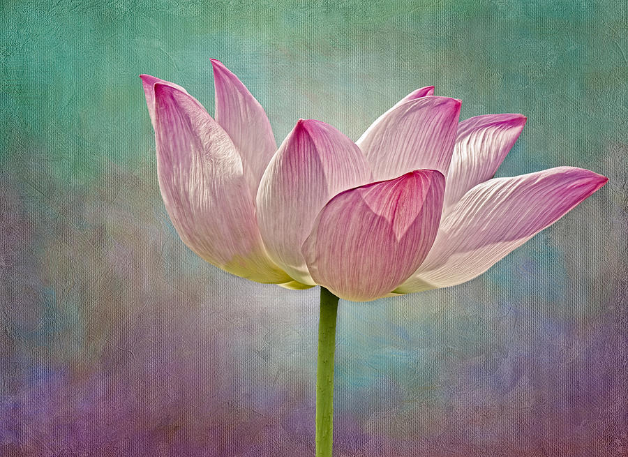 Pink Lotus Blossom Photograph by Susan Candelario