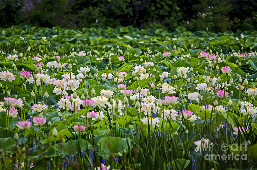 Pink Lotus Blossoms Photograph by Paul Mashburn