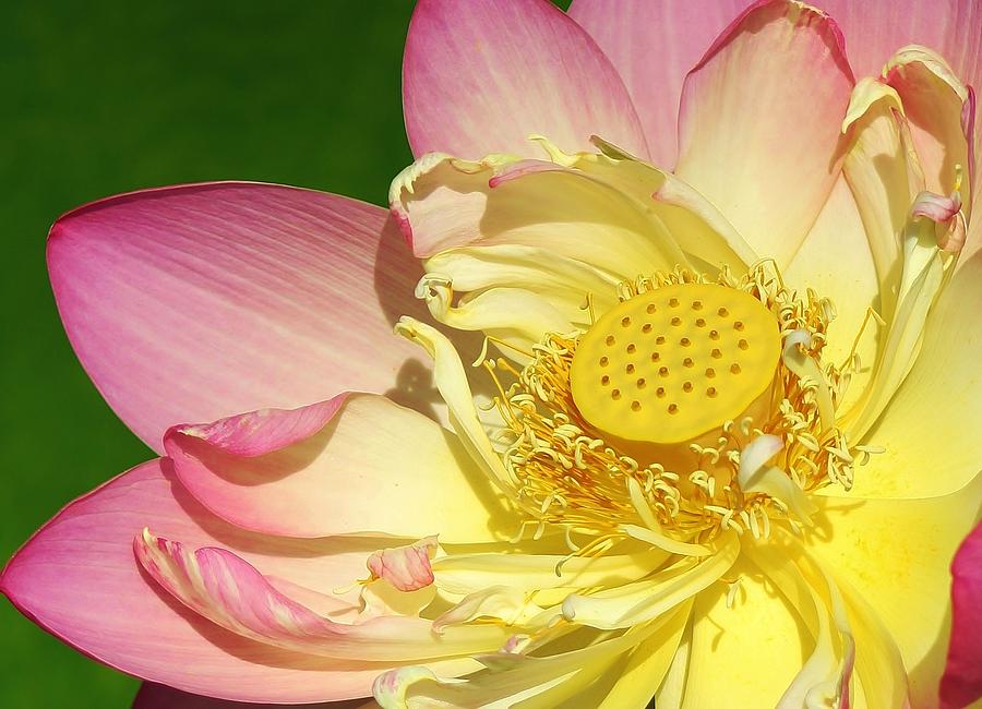 Nature Photograph - Pink Lotus by Bruce Bley