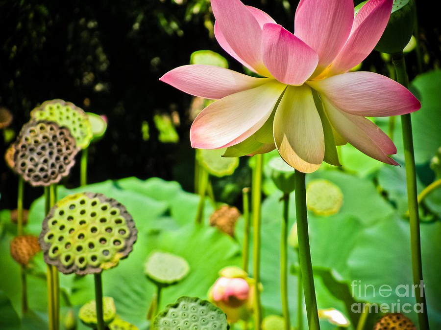 Pink Lotus Photograph by Colleen Kammerer