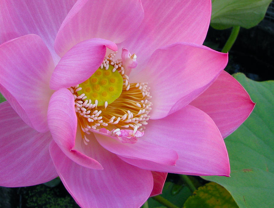 Pink lotus paul