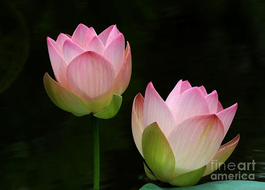 Flower Photograph - Pink Lotus Duet by Sabrina L Ryan