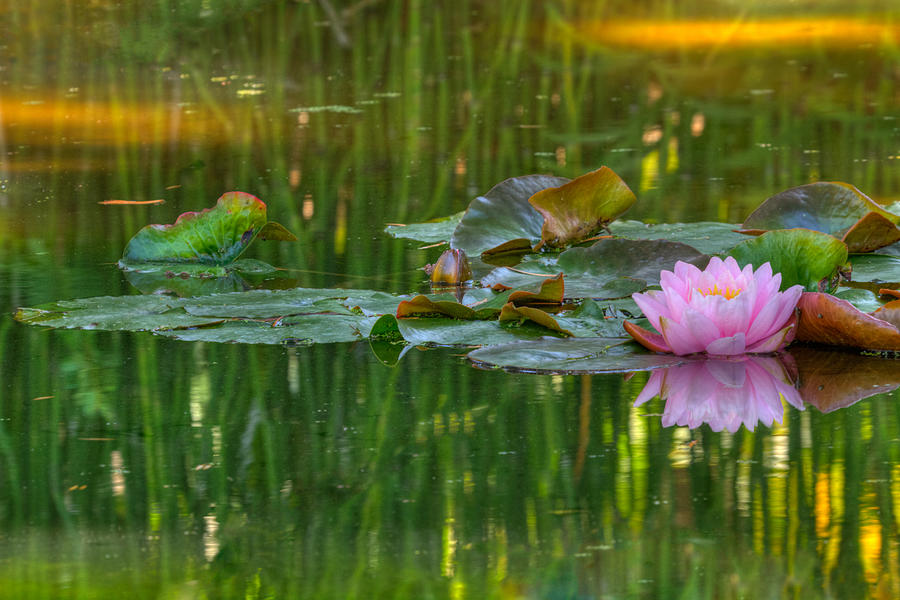 Pink Lotus Flower Photograph by Beth Sargent