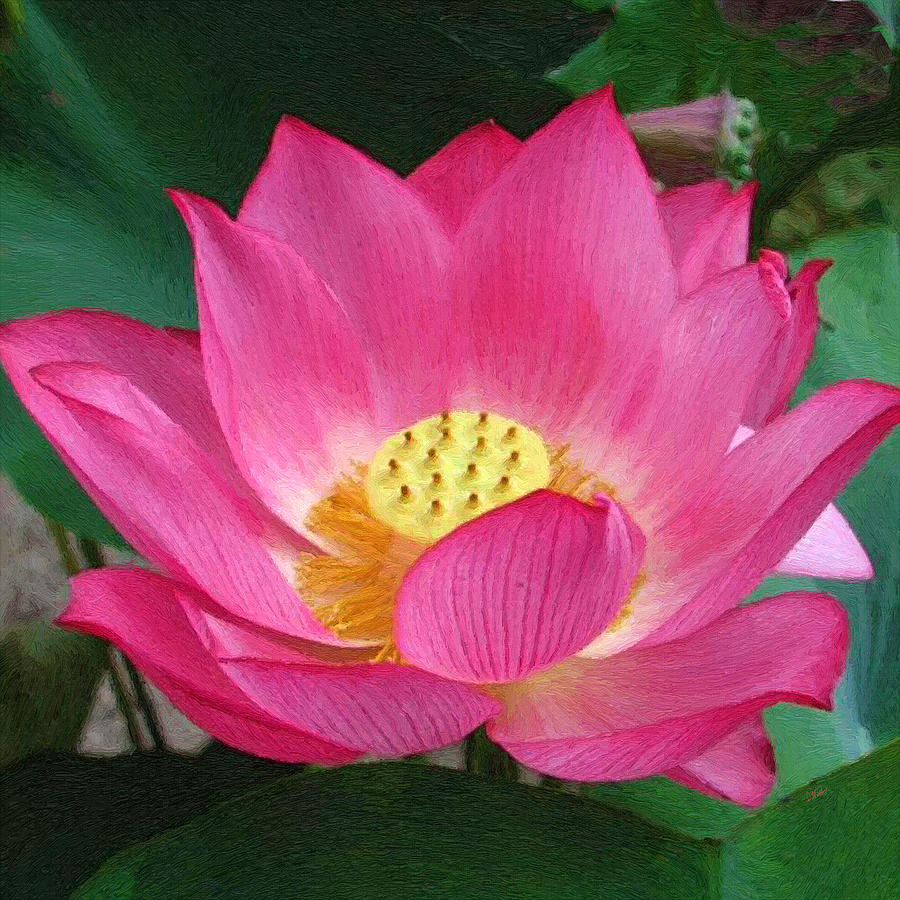 Pink Lotus Flower Painting by Dean Wittle