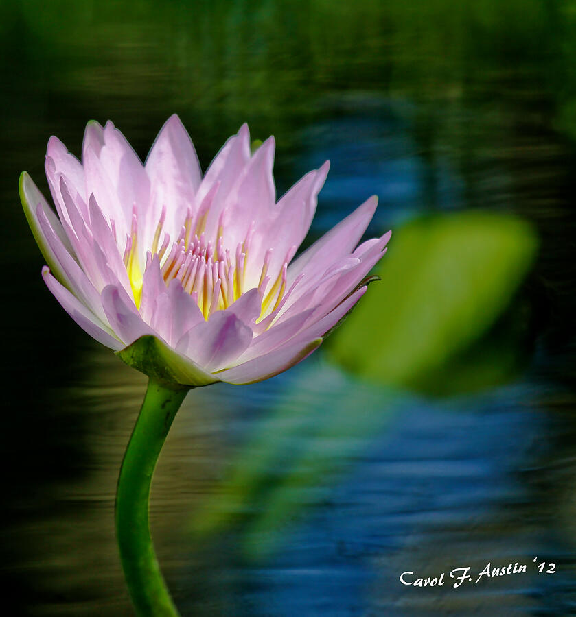 Purple Petals Lotus Flower Impressionism Photograph By Carol F Austin