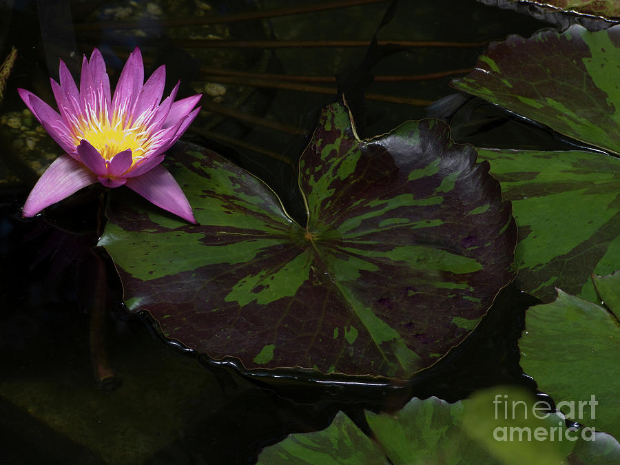 Pink lotus flower on heart shape lily pad Photograph by Linda Matlow