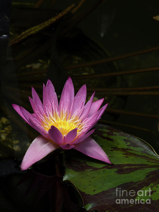 Pink lotus flower on lily pad Photograph by Linda Matlow