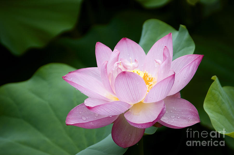 Pink Lotus Flower Photograph by Oscar Gutierrez