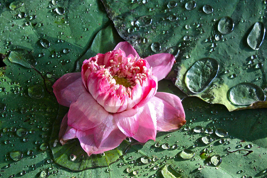 Pink Lotus After the Rain Photograph by Venetia Featherstone-Witty