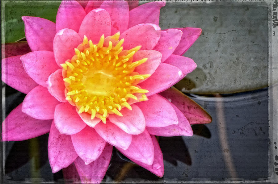 Pink Lotus Flower - Zen Art by Sharon Cummings Painting by Sharon Cummings