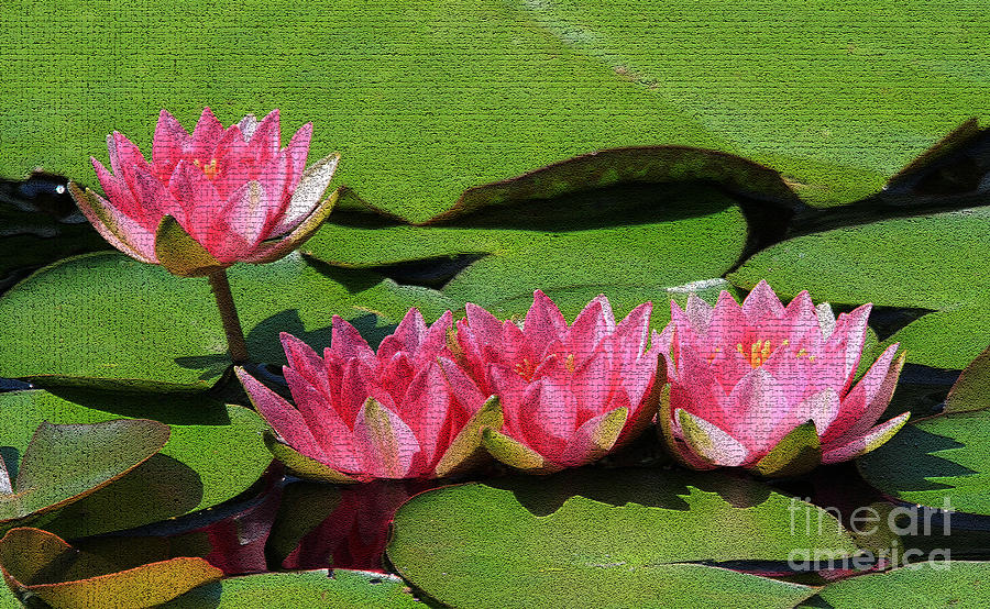 Pink Lotus Flowers Photograph by Roger Becker