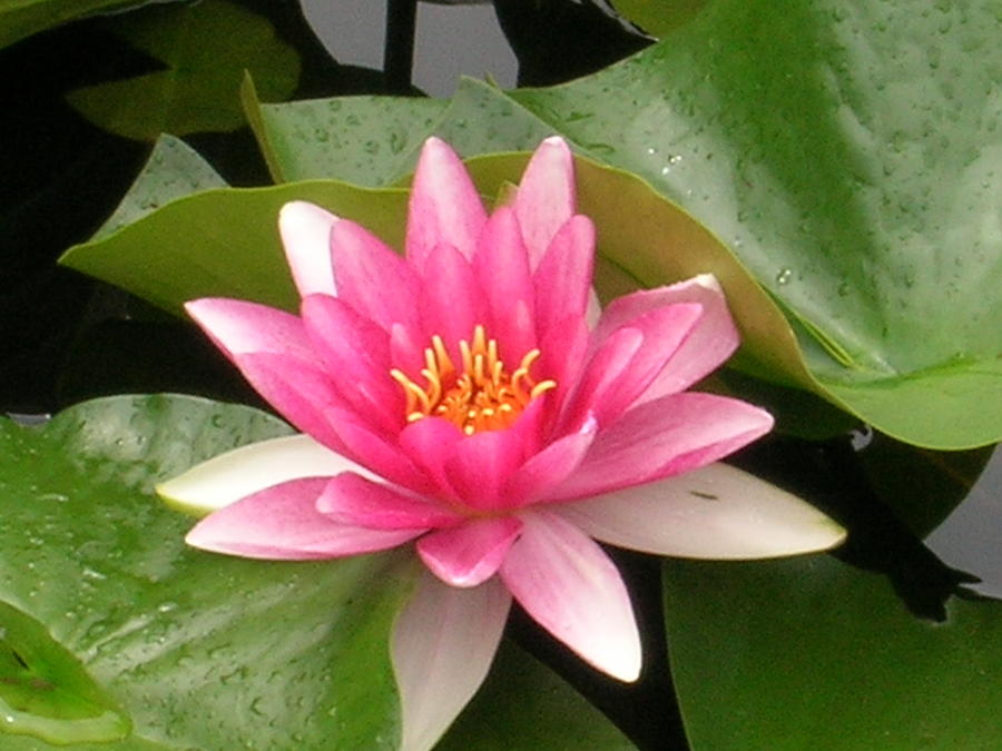 Pink Lotus Photograph by Kristen Kennedy