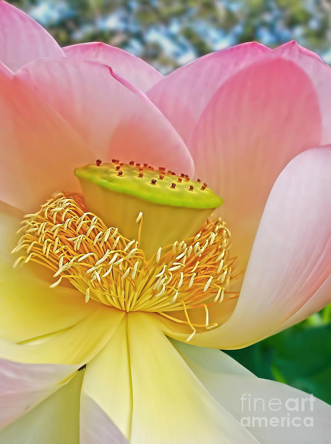 Pink Lotus Lily Photograph by Kaye Menner
