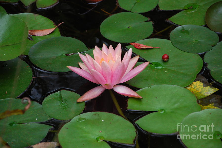 Pink Lotus Love 2 Photograph by Ankya Klay