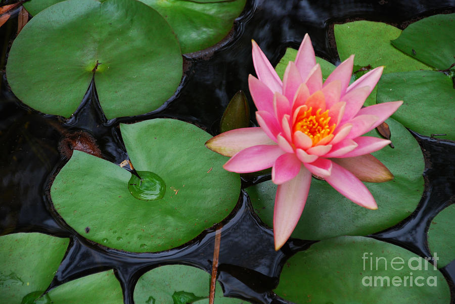 Pink Lotus Love Photograph by Ankya Klay