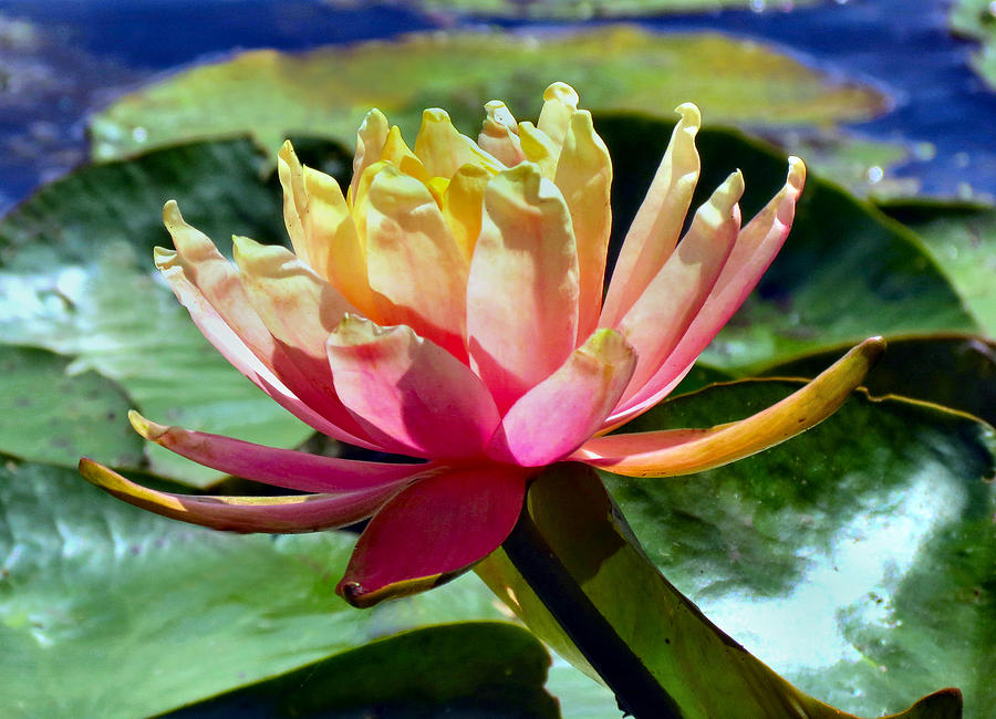 Pink Lotus Photograph by Art Dingo