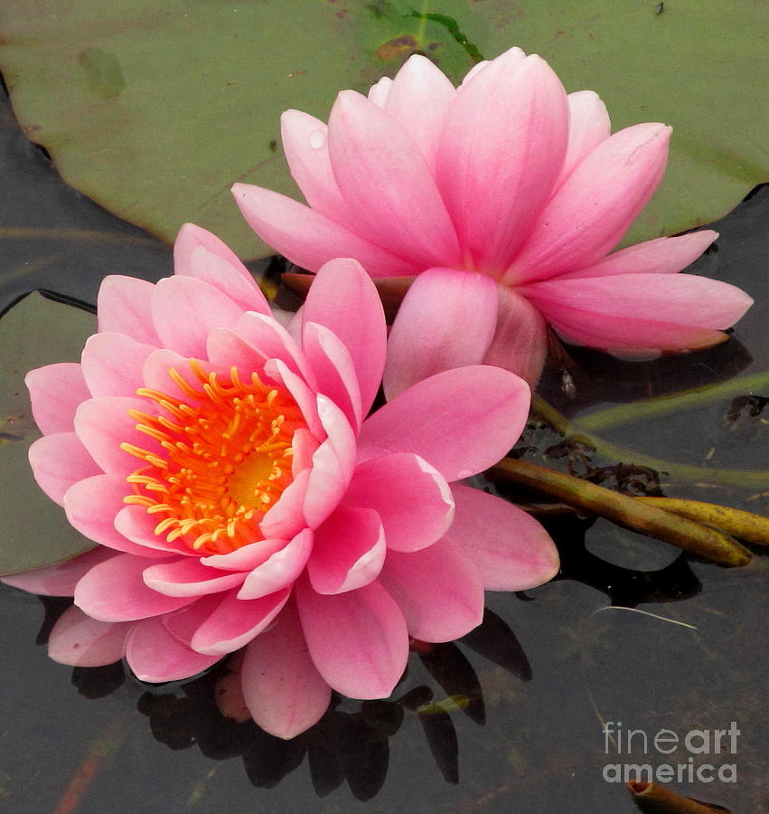 Pink Lotus Pair Photograph by Joshua Bales