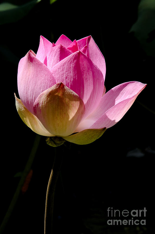 Pink Lotus Photograph by Pravine Chester