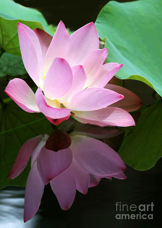 Lily Photograph - Pink Lotus Reflected in the Lake by Sabrina L Ryan