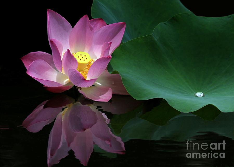 Flower Photograph - Pink Lotus Reflection by Sabrina L Ryan