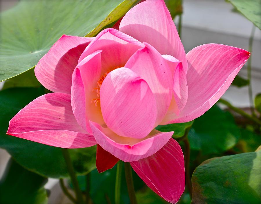 Pink Lotus Photograph by Venetia Featherstone-Witty