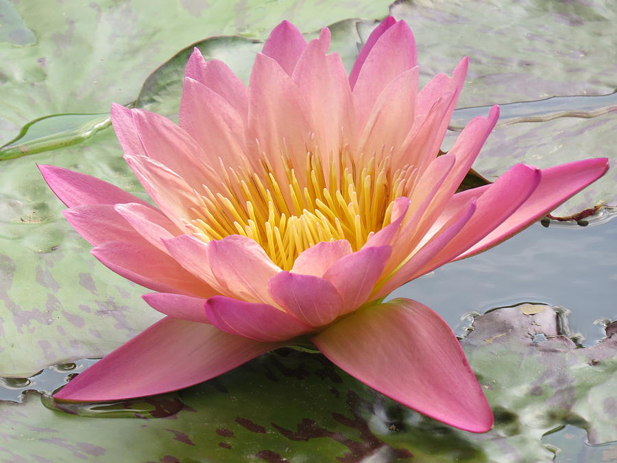 Pink Lotus Photograph by Wendy M Allen - Fine Art America