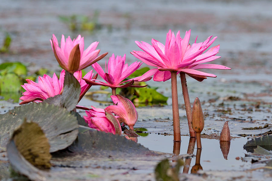 Pink Lotuses Photograph by Fotosas Photography