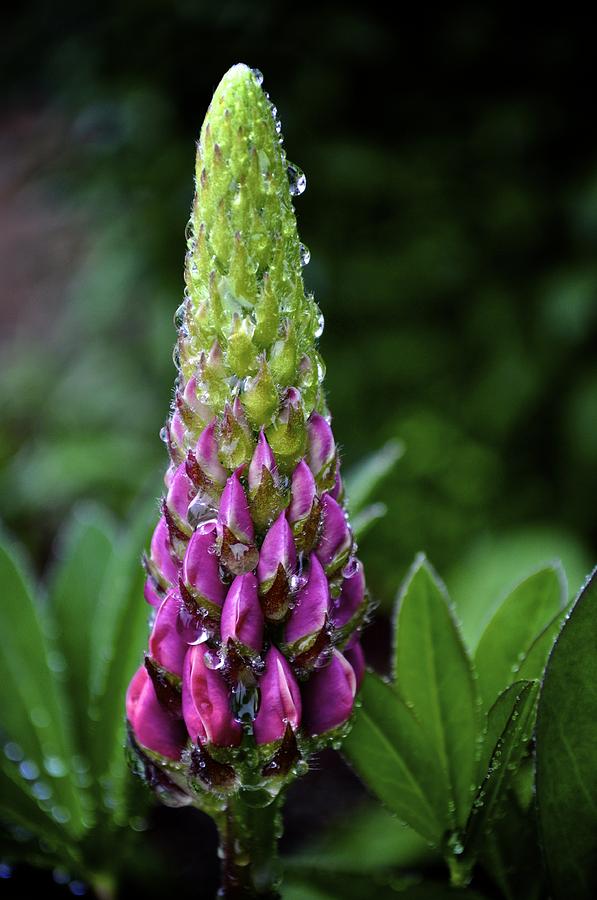 Pink Lupine Photograph by Cathy Mahnke