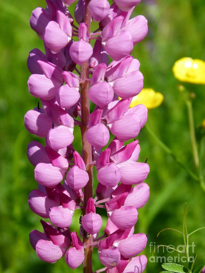 Lupine Photograph - Pink Lupine Flower by Christine Stack