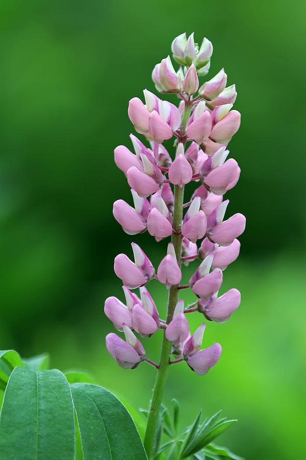 Pink Lupine Flower Photograph by Juergen Roth