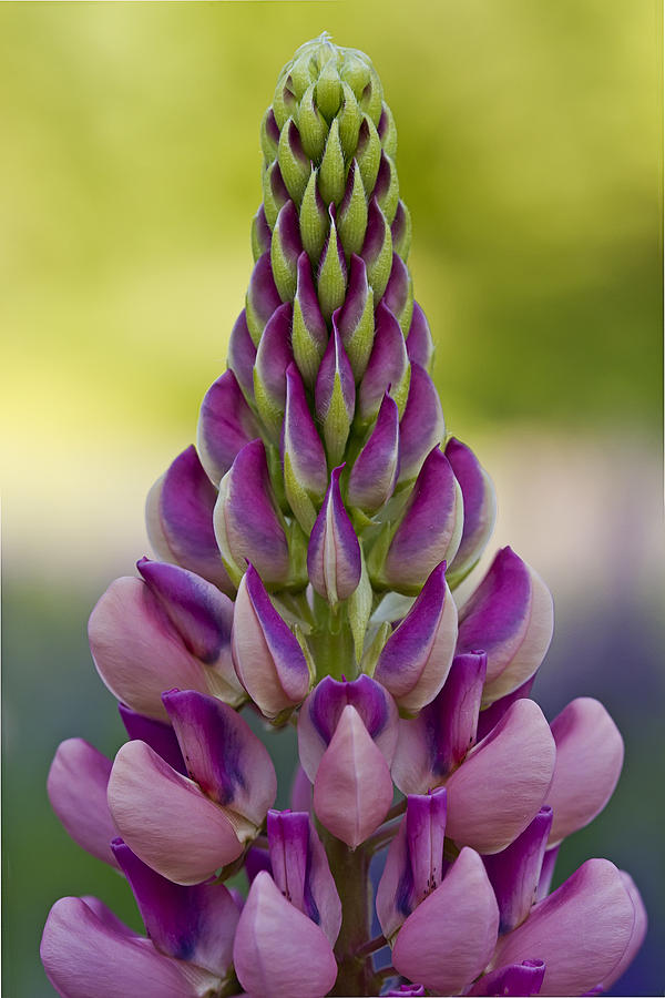 Pink Lupine Photograph by John Vose