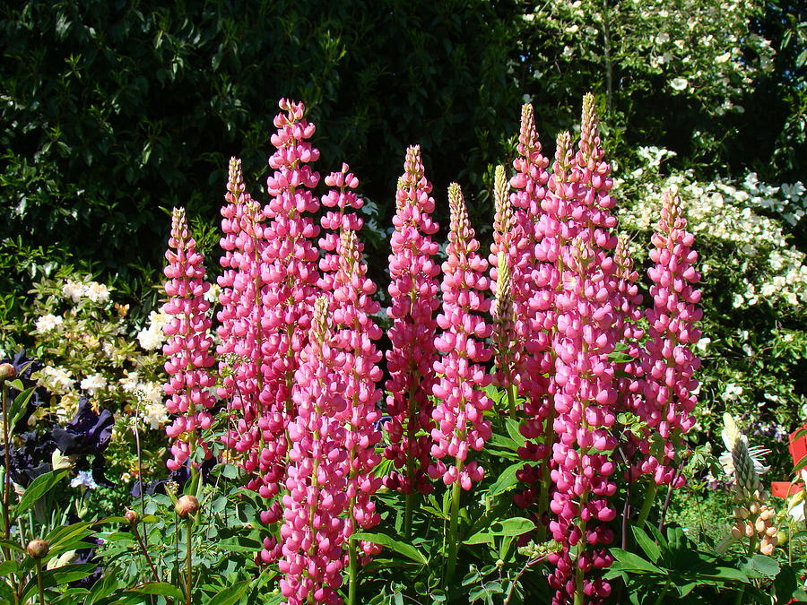 Pink Lupine Photograph by Nick Kloepping