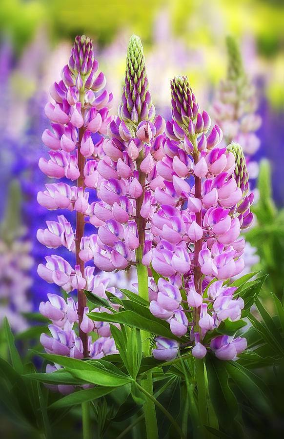 Vibrant Pink Lupines Photograph by John Vose