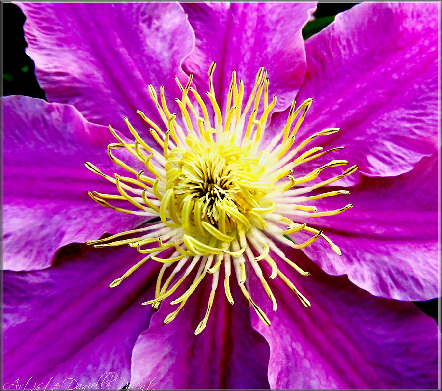 Nature Photograph - Pink Macro Clematis by Danielle  Parent