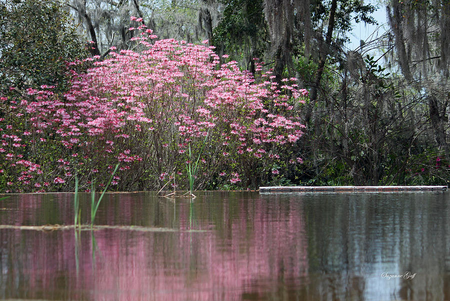 Spring Photograph - Pink Magnificence II by Suzanne Gaff