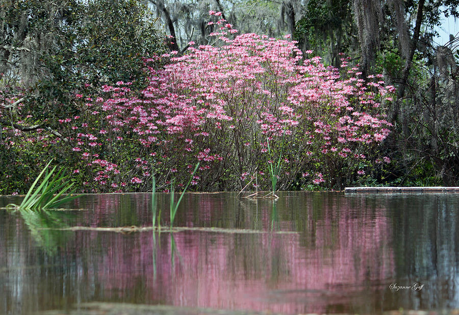 Pink Magnificence Photograph by Suzanne Gaff