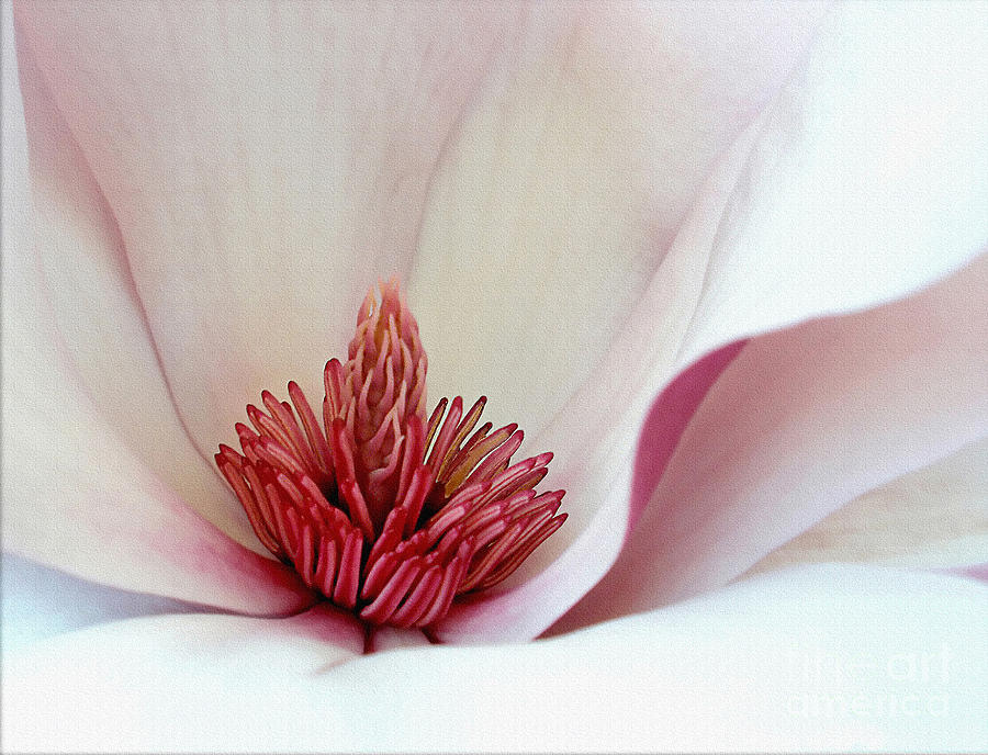 Magnolia Movie Photograph - Pink Magnolia 2 by Kaye Menner