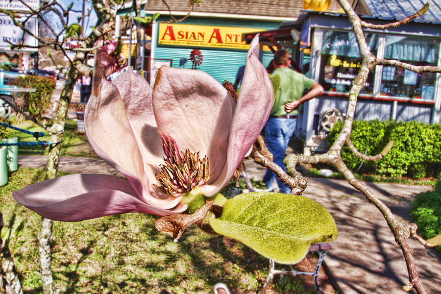Magnolia Movie Photograph - Pink Magnolia by Audreen Gieger