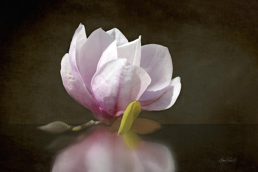 Pink Magnolia Blossom Photograph by Ann Powell