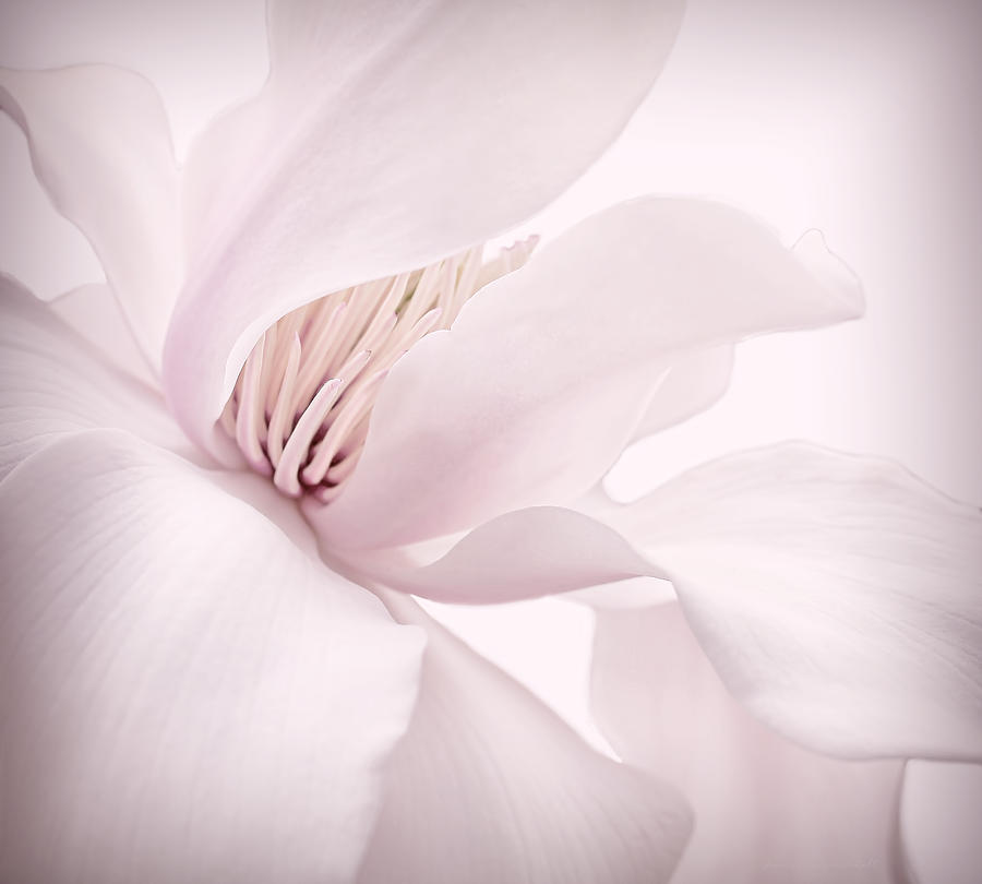 Shy Pink Magnolia Blossom  Photograph by Jennie Marie Schell