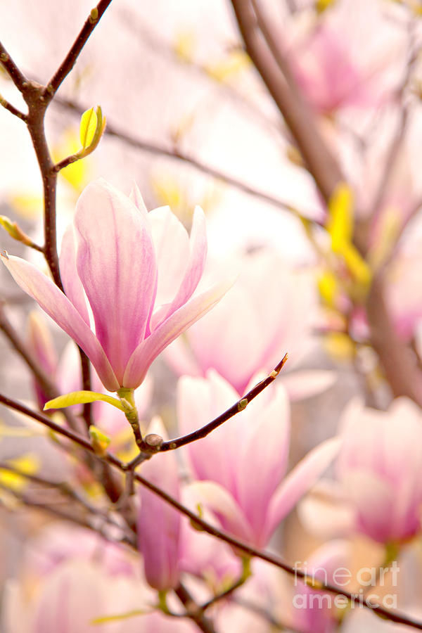 Pink magnolia blossoms Photograph by Sophie McAulay