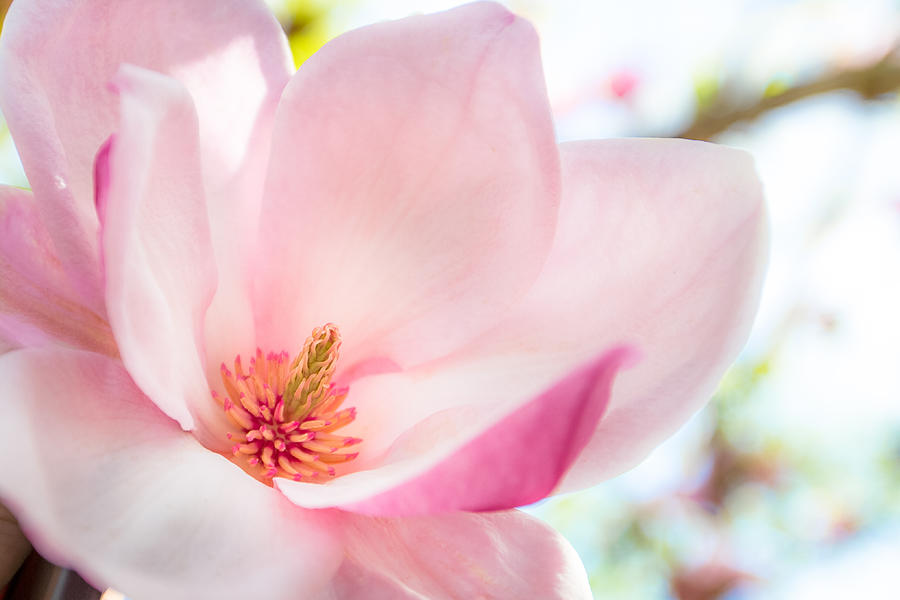 Magnolia Movie Photograph - Pink Magnolia by Denise Bird