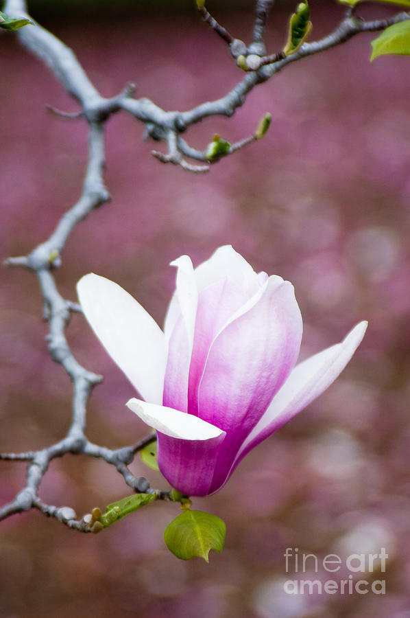 Pink magnolia flower Photograph by Oscar Gutierrez