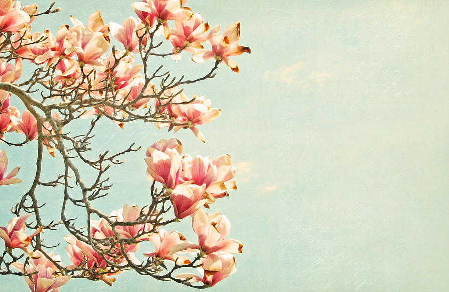 Pink Magnolia Flowers on Aqua Blue Green and French Script Photograph by Brooke T Ryan