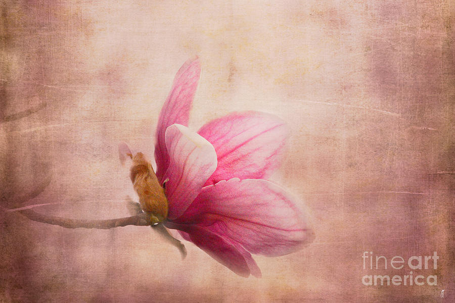 Pink Magnolia I Photograph by Jai Johnson