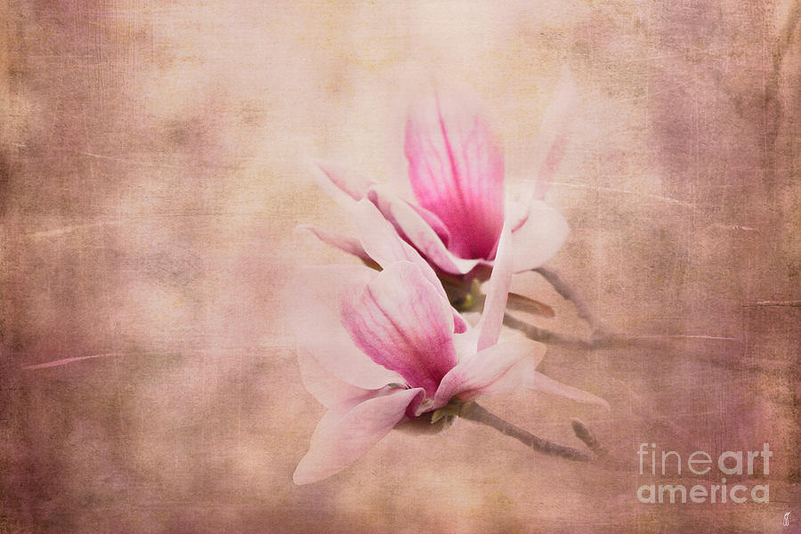 Pink Magnolia III Photograph by Jai Johnson