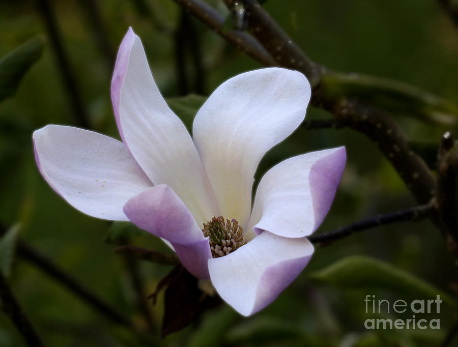 Pink Magnolia Photograph by Inge Riis McDonald