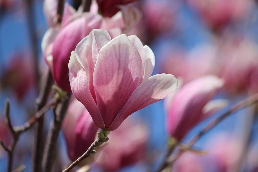 Pink Magnolia Photograph by Jewels Hamrick